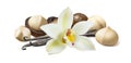 Vanilla flower and pods with macadamia nuts isolated on white background Royalty Free Stock Photo