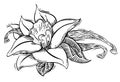 Vanilla flower and spice illstration