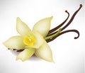 Vanilla flower and sticks