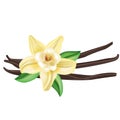 Vanilla flower with sticks and leaves isolated