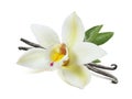 Vanilla flower sticks and leaves isolated