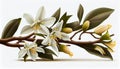 Vanilla flower sticks and leaves isolated on white background as package design element Royalty Free Stock Photo