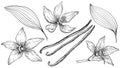 Vanilla Flower with Sticks set. Vector hand drawn illustration of orchid Flower and pods on isolated background. Bundle Royalty Free Stock Photo