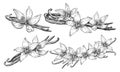 Vanilla Flower with Sticks. Vector hand drawn illustration of orchid Flower and pods on white isolated background. Set Royalty Free Stock Photo