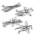 Vanilla flowers and beans set. Hand drawn sketch style vanilla aroma pods. Culinary and aroma needs drawings. Vector illustrations Royalty Free Stock Photo