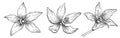 Vanilla Flowers set. Hand drawn vector illustration of orchid plants on white isolated background. Linear drawing of Royalty Free Stock Photo