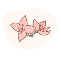 Vanilla flowers vector illustration. Pink flowers