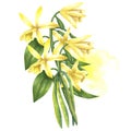 Vanilla flowers with watercolor stain. Hand drawn watercolor vanilla illustration on white isolated background.