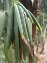 Vanilla fruit that is old enough is ready to harvest