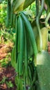 vanilla fruit that is still on the tree which is often called green gold