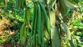 vanilla fruit that is still on the tree which is often called green gold