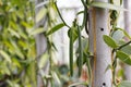 Vanilla fruit (vanilla bean, pod)