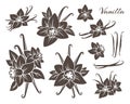 Vanilla icons collection. Flowers with dried pods