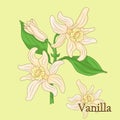 Vanilla. Illustration of a plant in a vector with flowers for use in decorating.