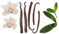 Vanilla isolated on white background set. Orchid  flower, stick or dry bean and green leaves group collection Royalty Free Stock Photo