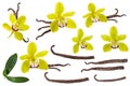 Vanilla isolated on white background set. Orchid yellow flower, stick or dry bean and green leaves group collection Royalty Free Stock Photo