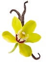 Vanilla isolated. Yellow Orchid flower and 3 dry bean or pod isolated on white background as package design detail Royalty Free Stock Photo