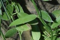 Vanilla leaves.