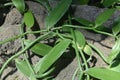 Vanilla leaves.