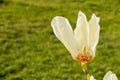 Vanilla magnolia flower