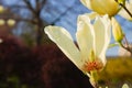 Vanilla magnolia flower