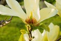 Vanilla magnolia flower