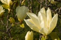Vanilla magnolia flower