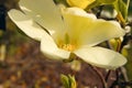 Vanilla magnolia flower