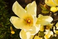 Vanilla magnolia flower