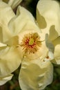 Vanilla magnolia flower