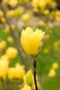 Vanilla magnolia flower