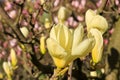 Vanilla magnolia flower