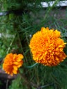 Vanilla marigold which often seems obvious this flower is very beautiful if it is planted in our garden or garden ..