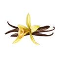 Vanilla orchid flower with beans watercolor illustration. Hand drawn realistic sweet aroma spice herb with dry seed pods