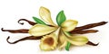 Vanilla orchid Royalty Free Stock Photo