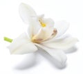 Vanilla orchid vanilla flower isolated on white background