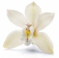 Vanilla orchid vanilla flower isolated on white background