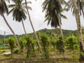 Vanilla orchid plantation