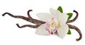 Vanilla pink flower and sticks or pod isolated on white background as packing design element. Natural aroma spice for food