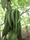 Vanilla planifolia a climbing orchid