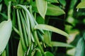 Vanilla planifolia. Close up of bean pods on agriculture tropical climate plantation Royalty Free Stock Photo