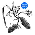 Vanilla plant hand drawn botanical illustration