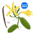 Vanilla plant hand drawn botanical illustration