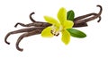 Vanilla pod, yellow flower and green leaf isolated on white background as package design detail Royalty Free Stock Photo