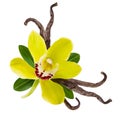 Vanilla pod and yellow Orchid flower with green leaves and beans isolated on white background Royalty Free Stock Photo