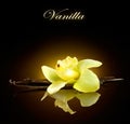 Vanilla. Pods and Flower of vanilla