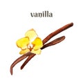 Vanilla pods and flower. Watercolor hand drawn illustration isolated on white background