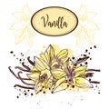 Vanilla pods and flowers. Cooking herb and spice in watercolor style.