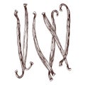 Vanilla pods hand drawn vector Royalty Free Stock Photo