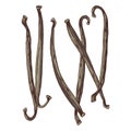 Vanilla pods hand drawn vector Royalty Free Stock Photo